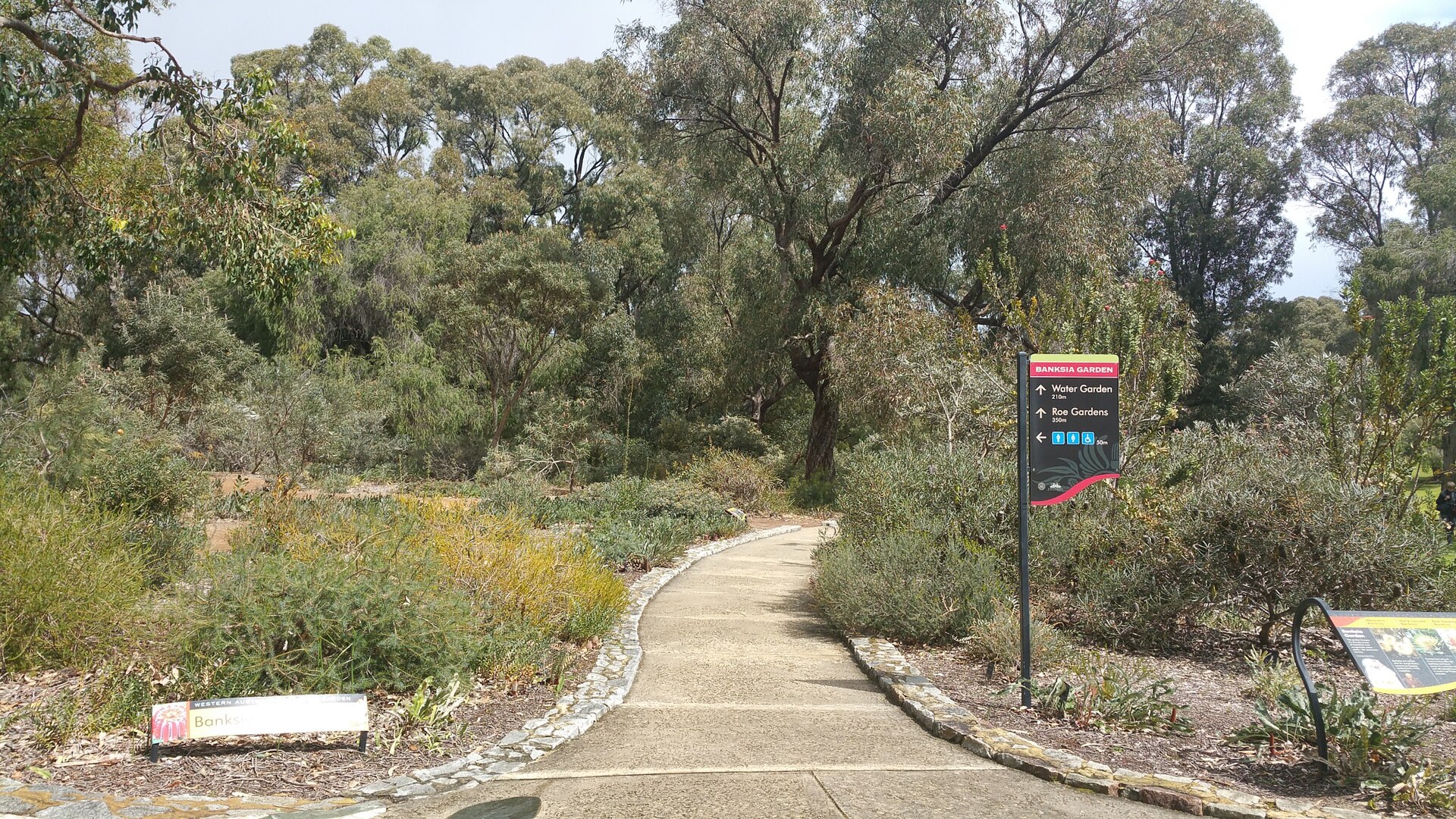 Banksia garden path, Kings Park, Perth
